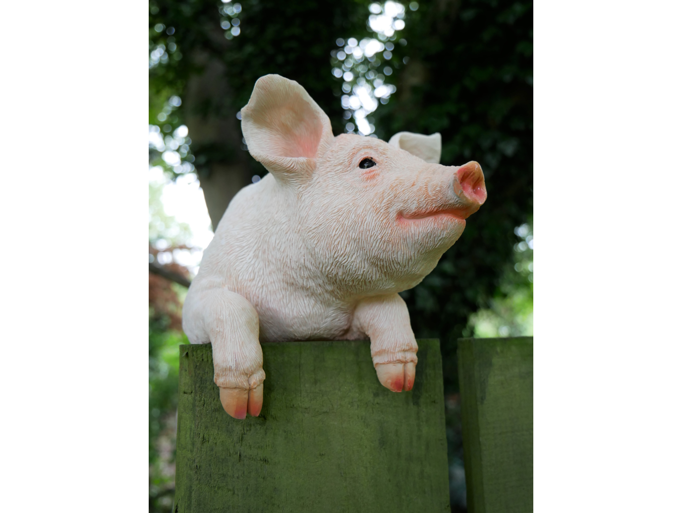 Hanging Pig