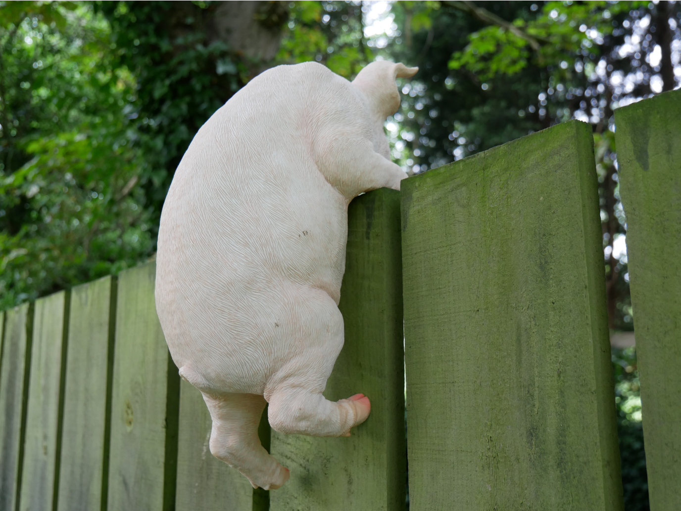 Hanging Pig