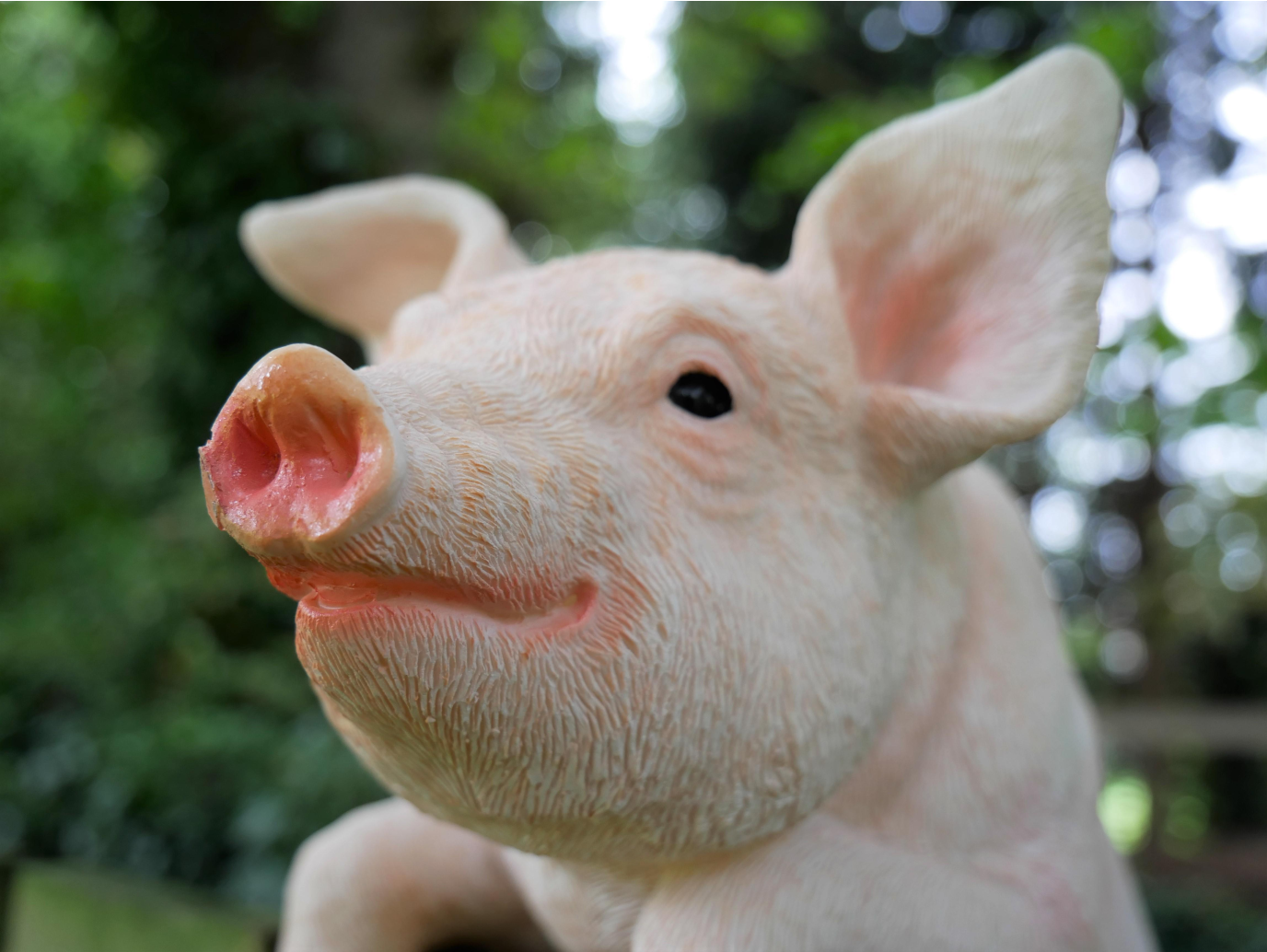 Hanging Pig
