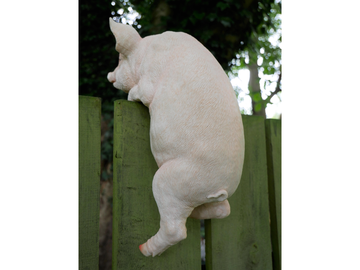 Hanging Pig