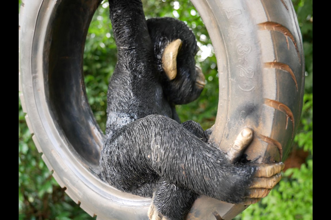 Chimpanzee On Tyre Swing