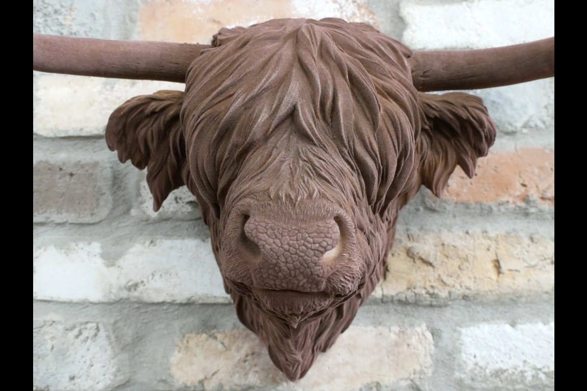 Cow Head