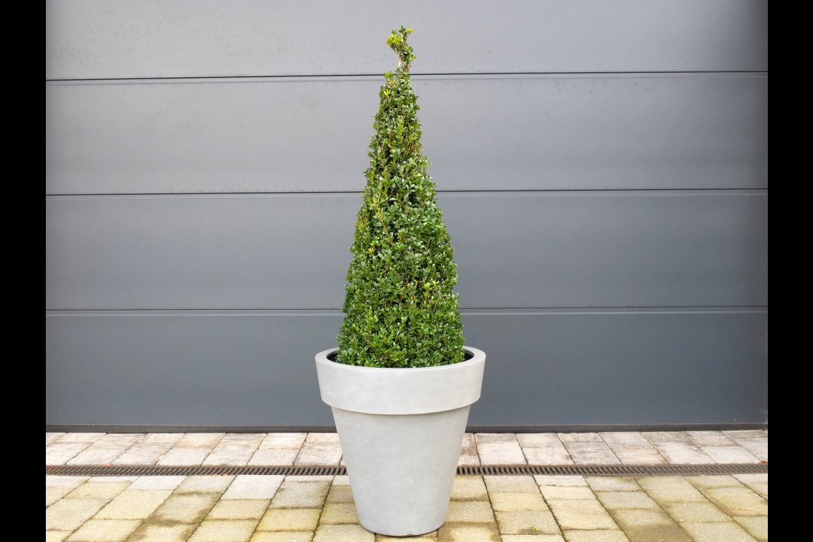 Plant Pot
