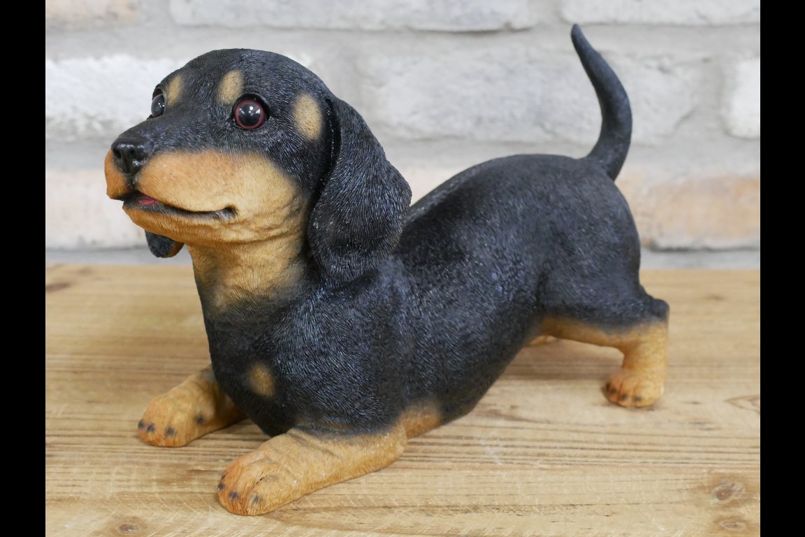 Playful Puppy