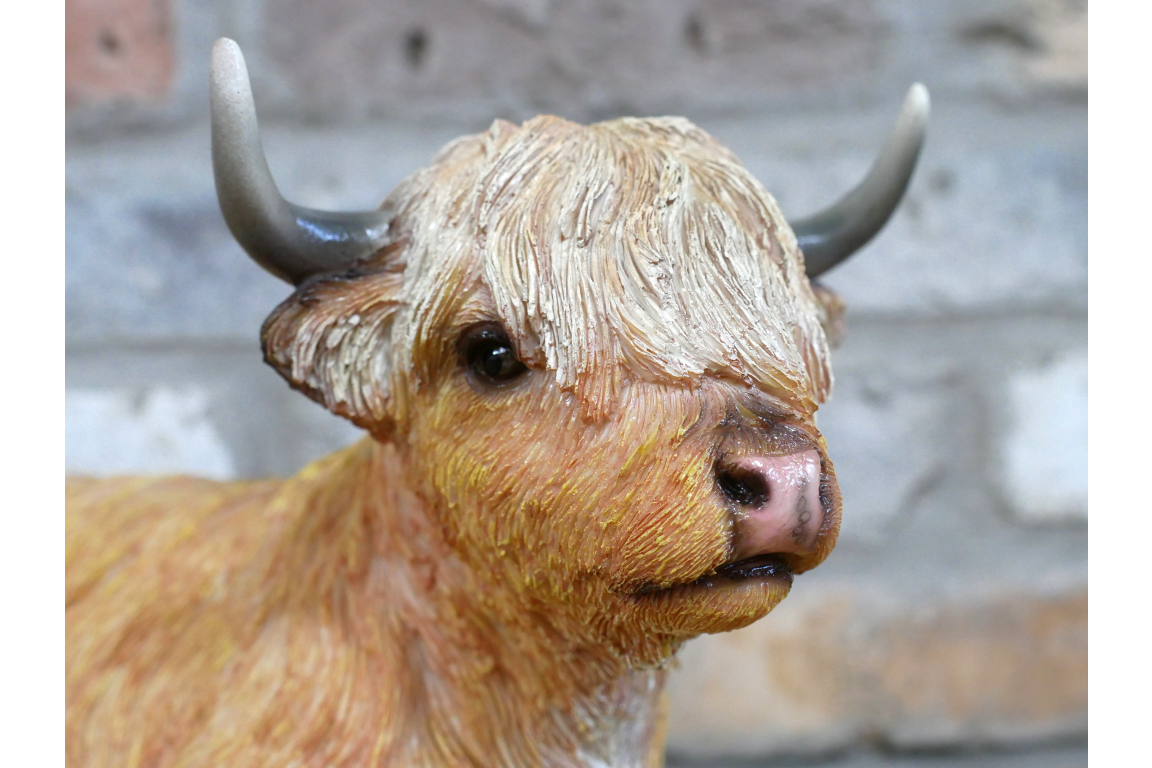 Laying Highland Cow
