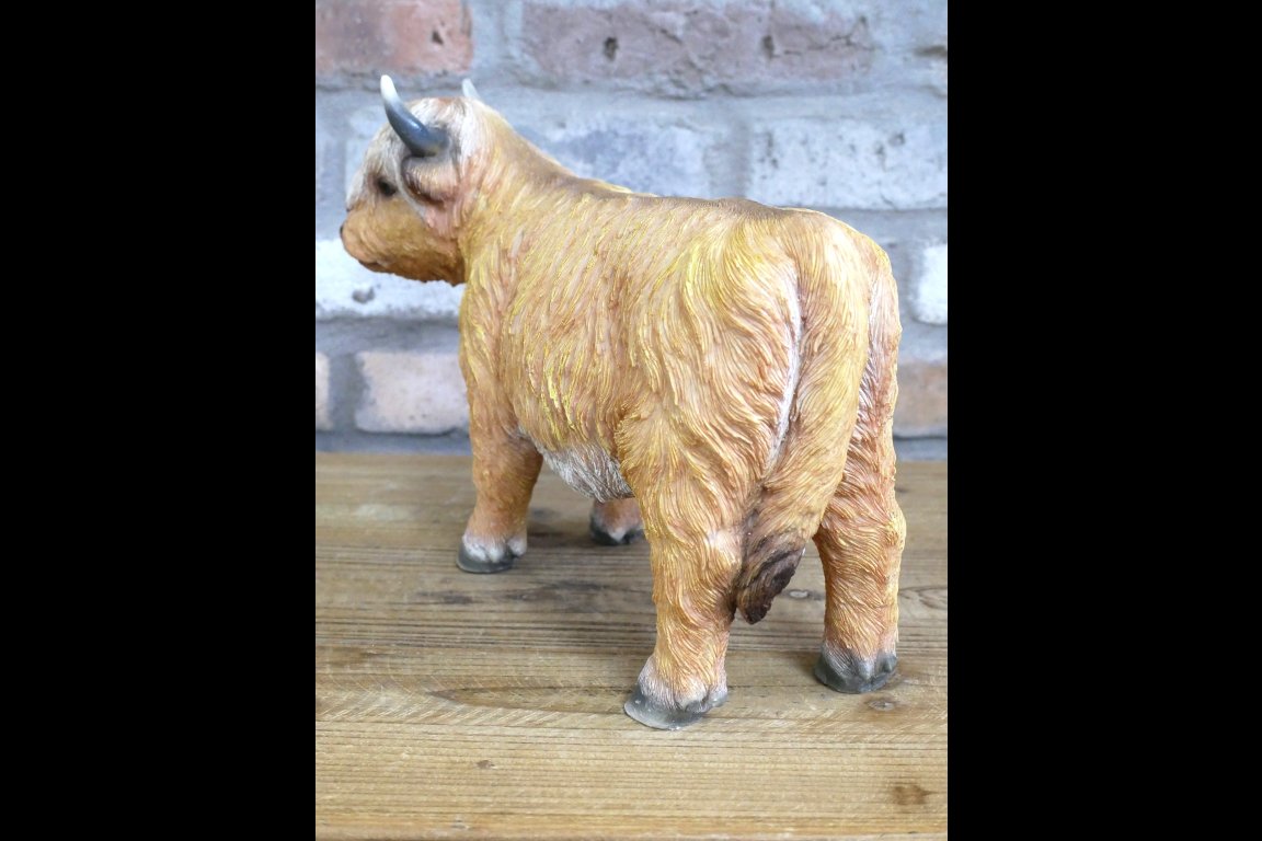 Highland Cow