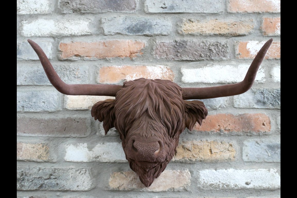 Cow Head