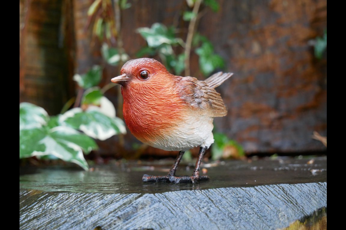 Bird