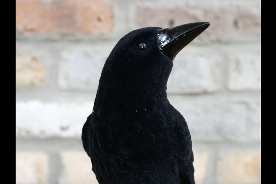 Crow On Skull