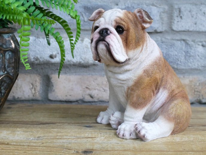 Bulldog