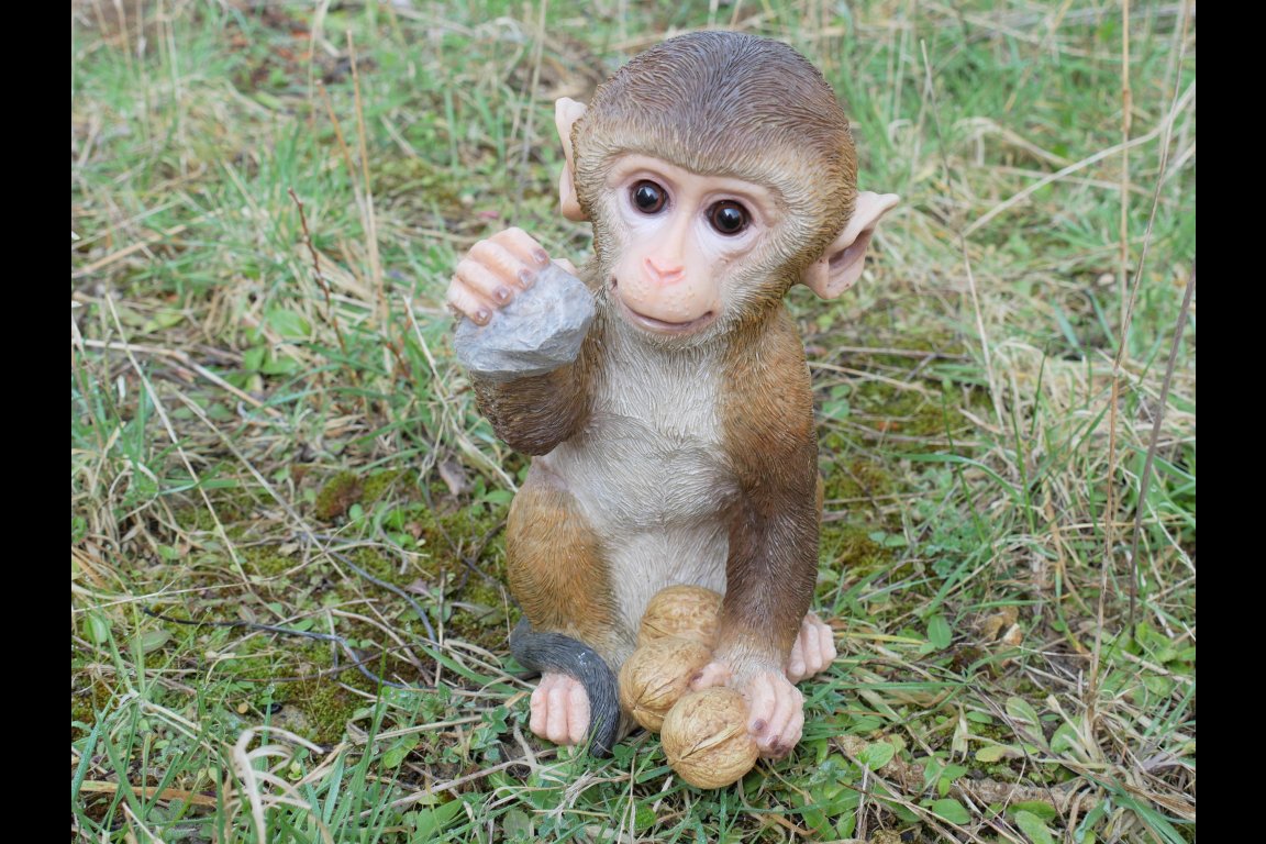 Monkey