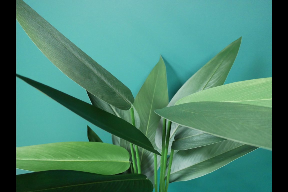 Artificial Canna