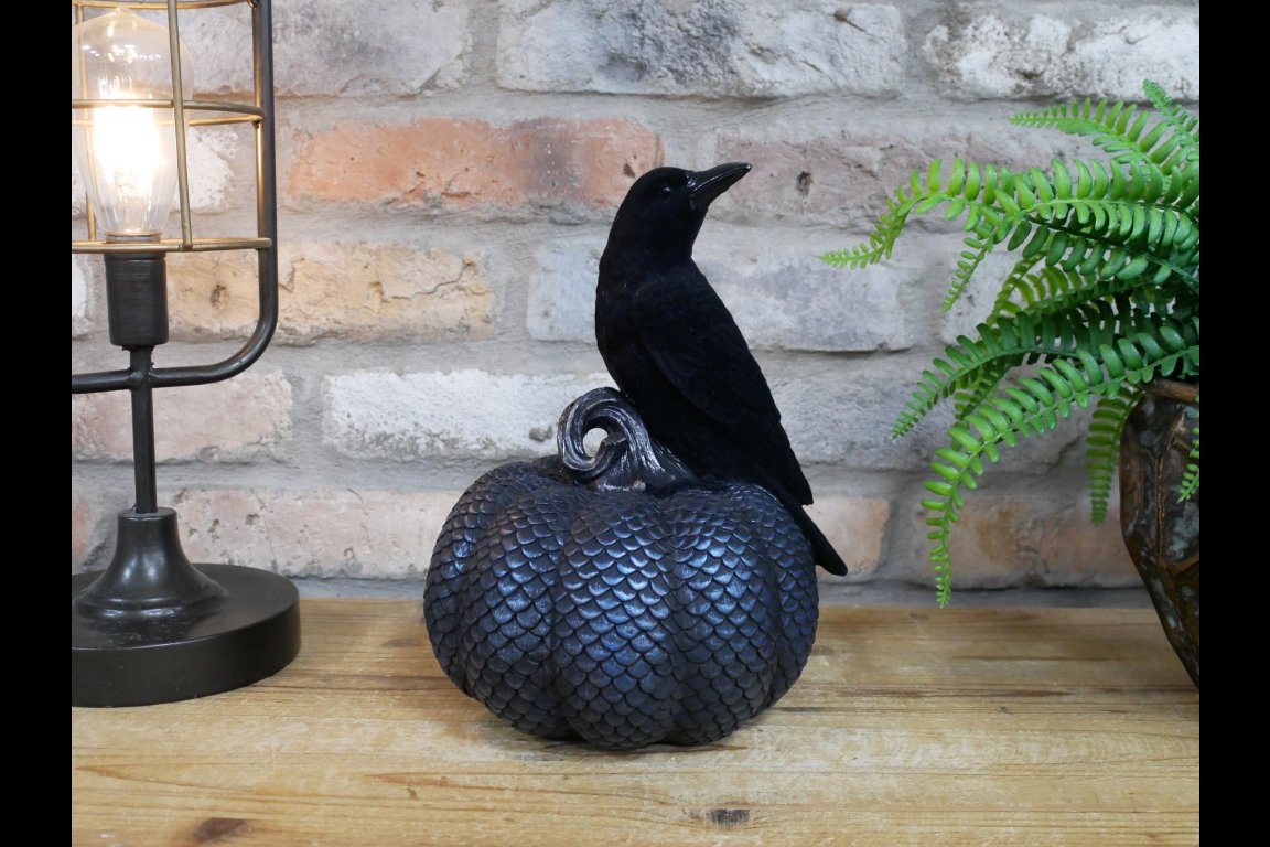 Crow On Pumpkin