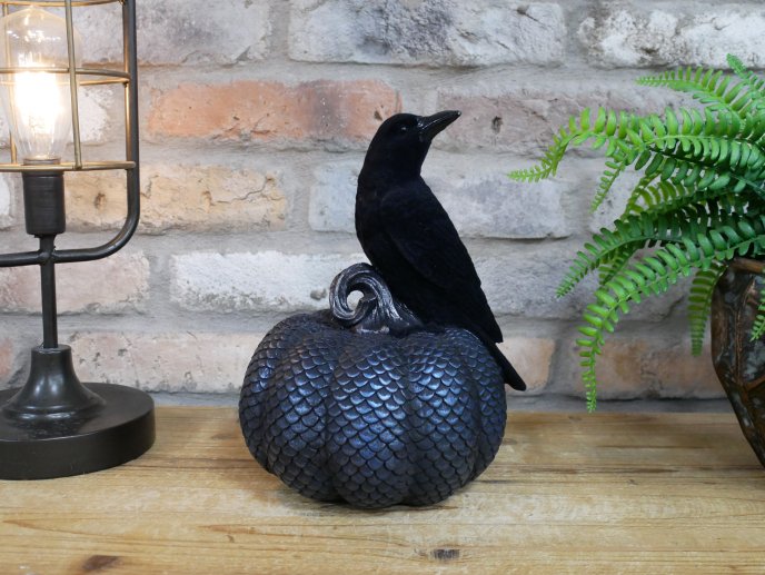 Crow On Pumpkin