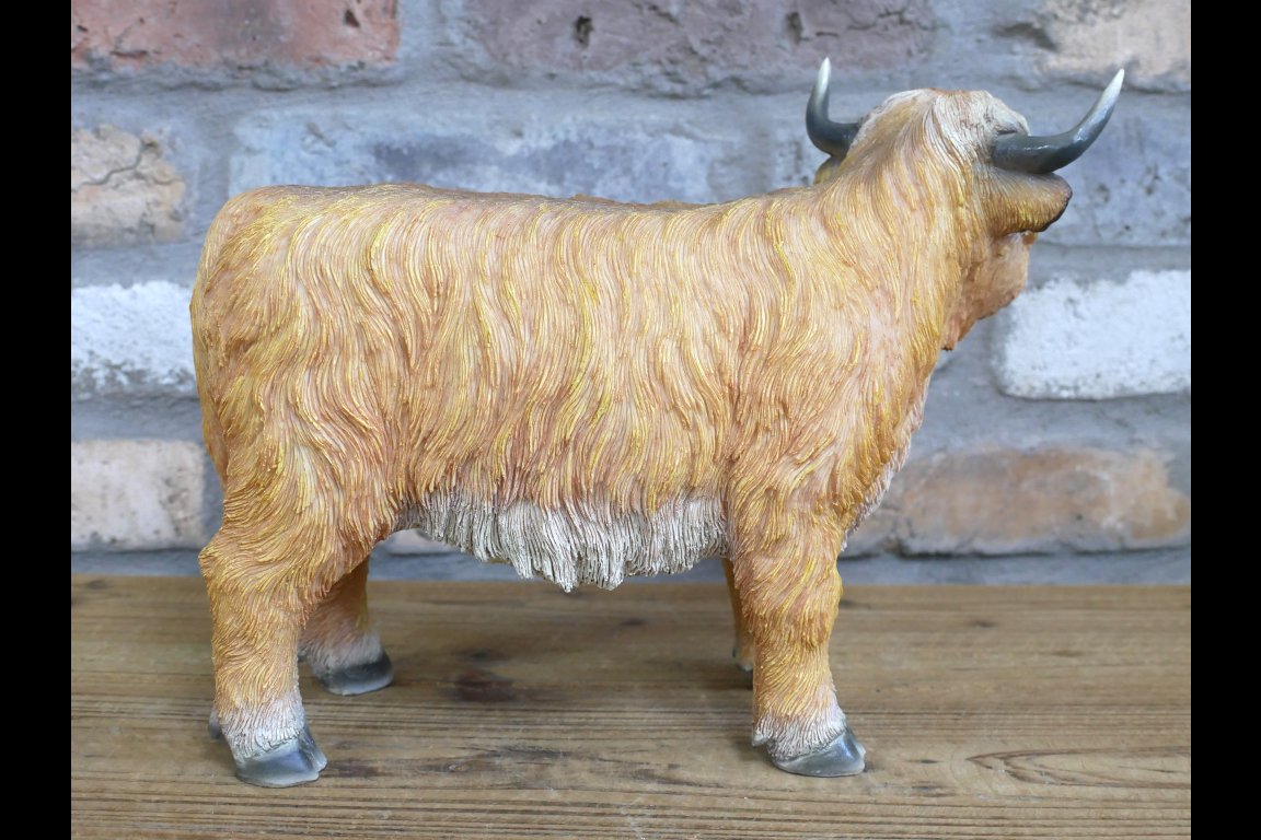 Highland Cow