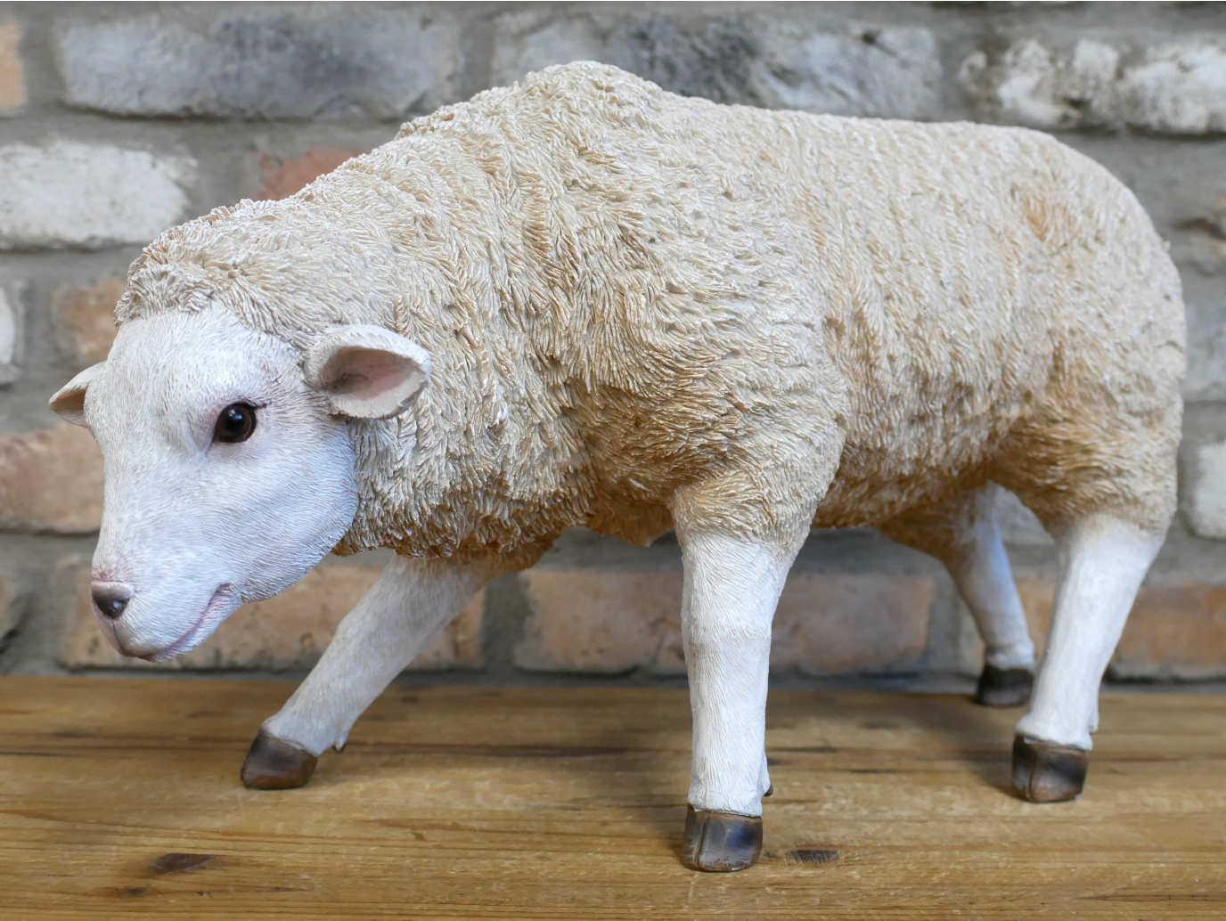 Sheep