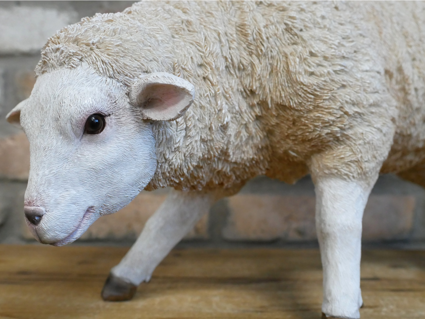 Sheep