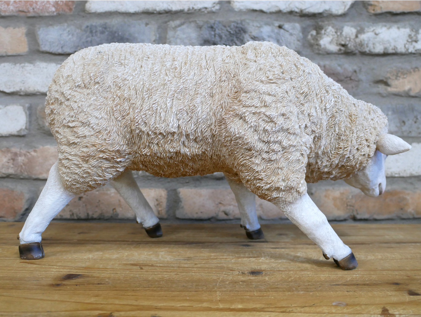 Sheep