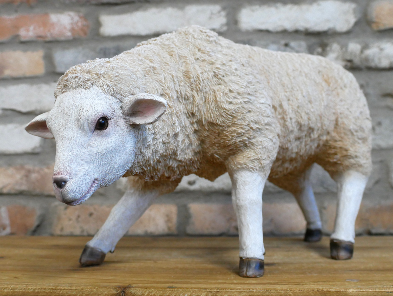 Sheep