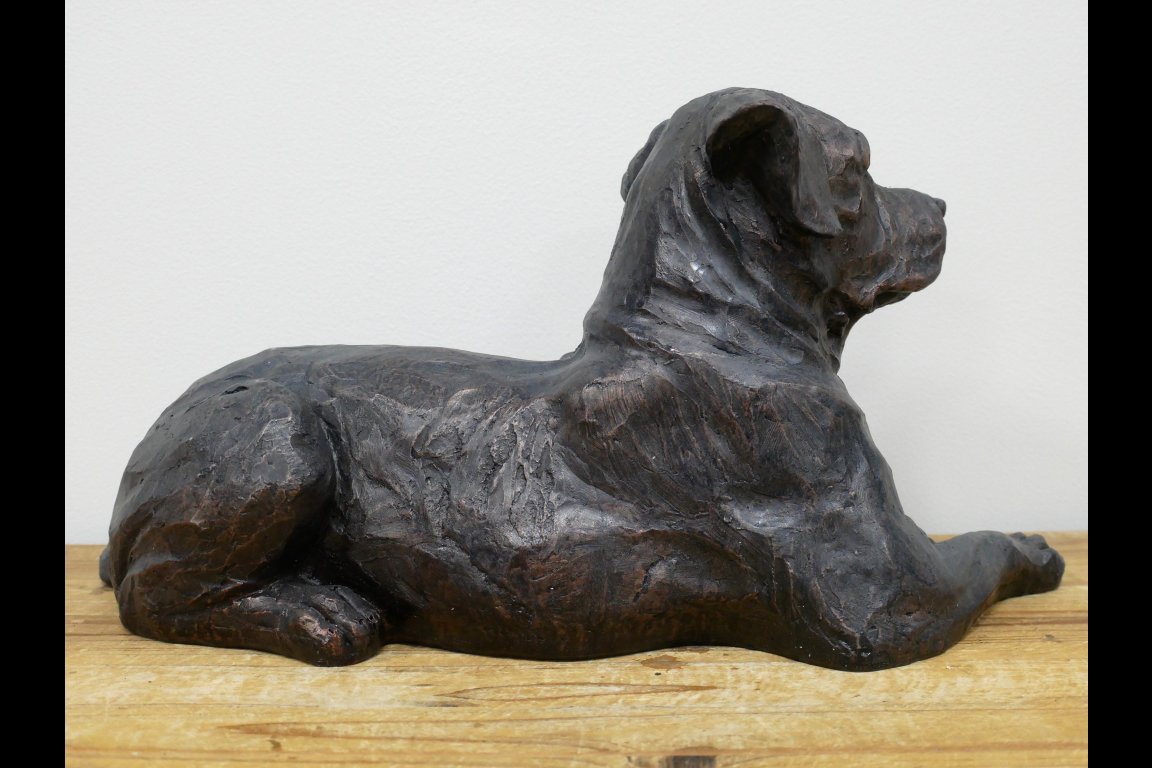 Laying Dog