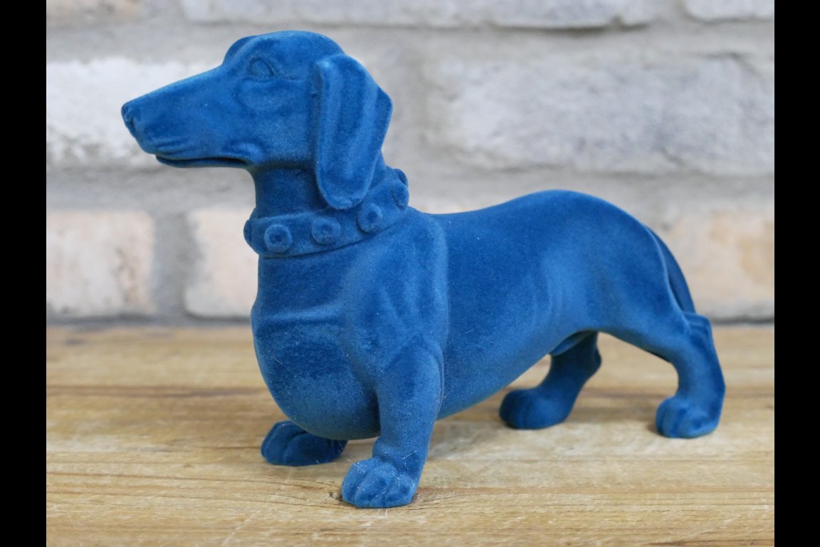 Blue Dachshund Dog