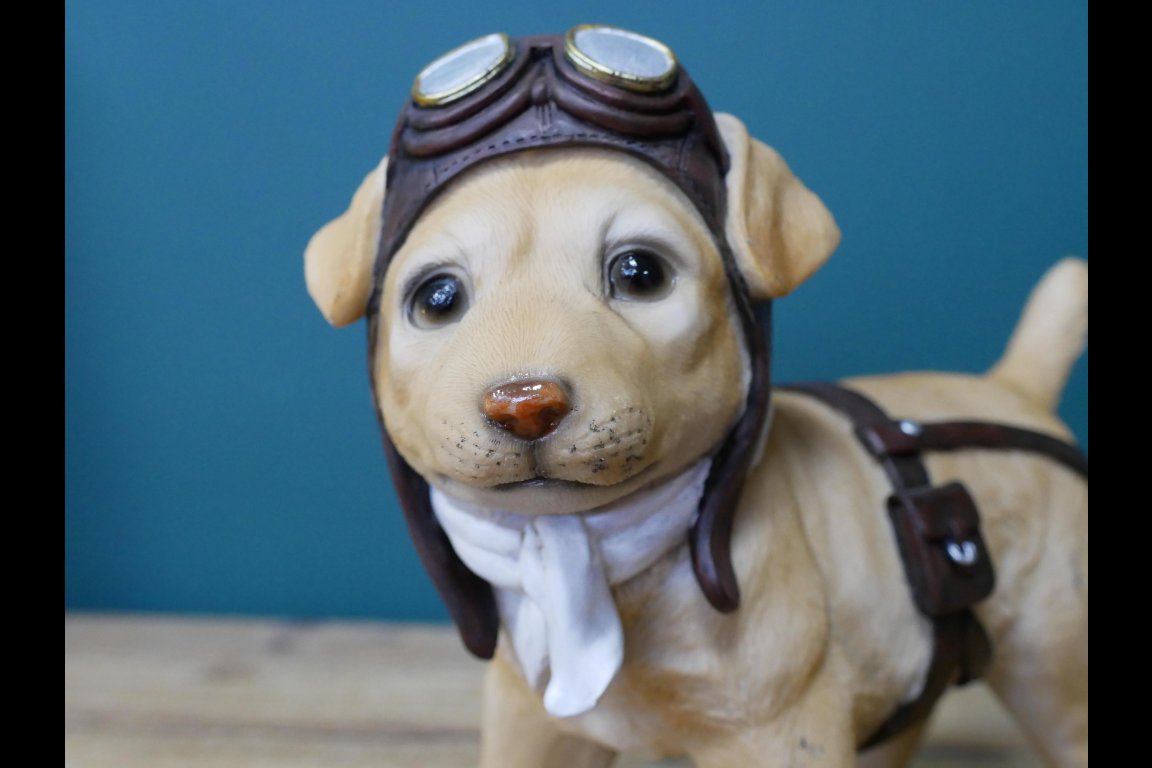 Pilot Dog