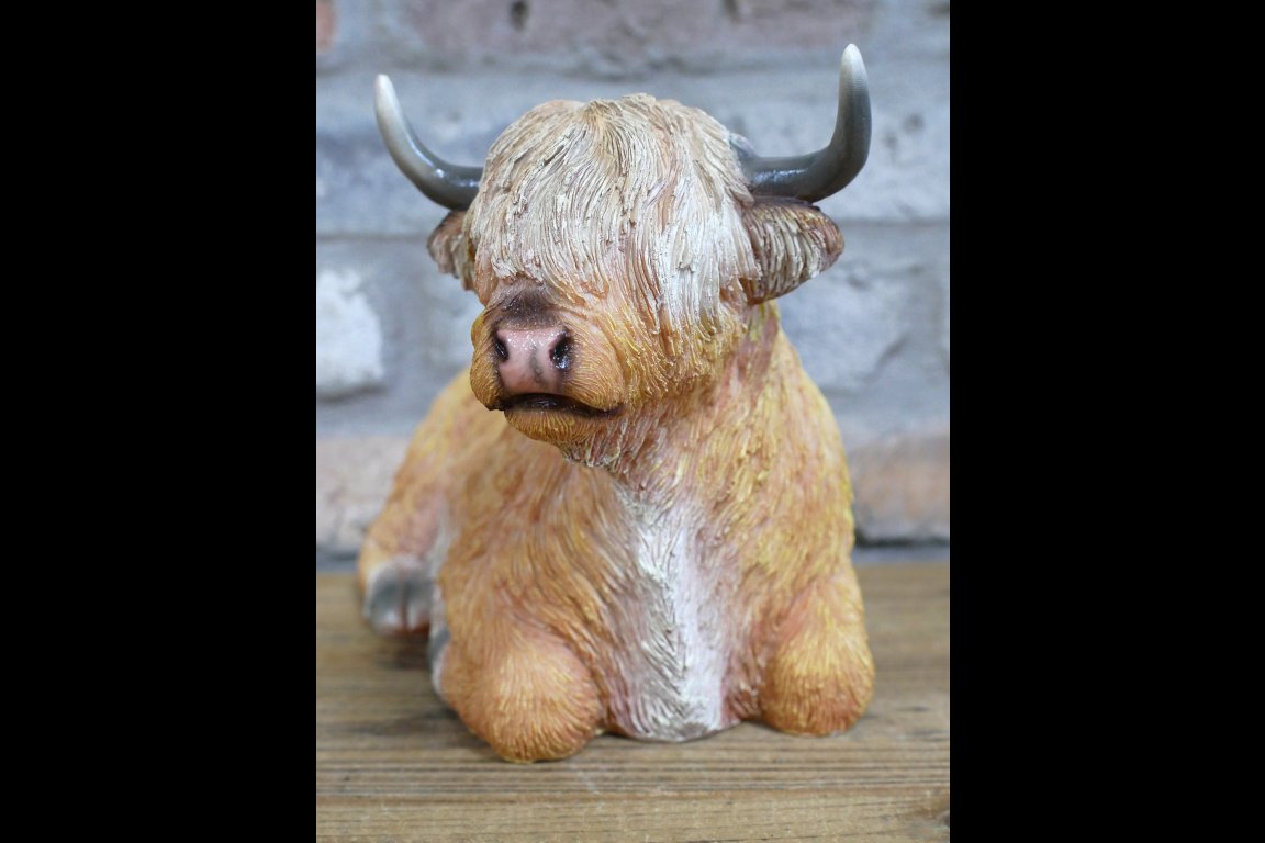 Laying Highland Cow