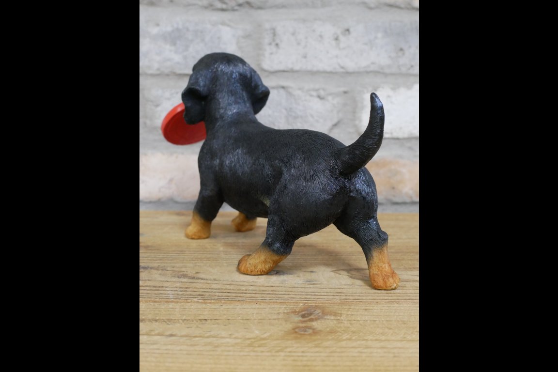 Dog Carrying Frisbee