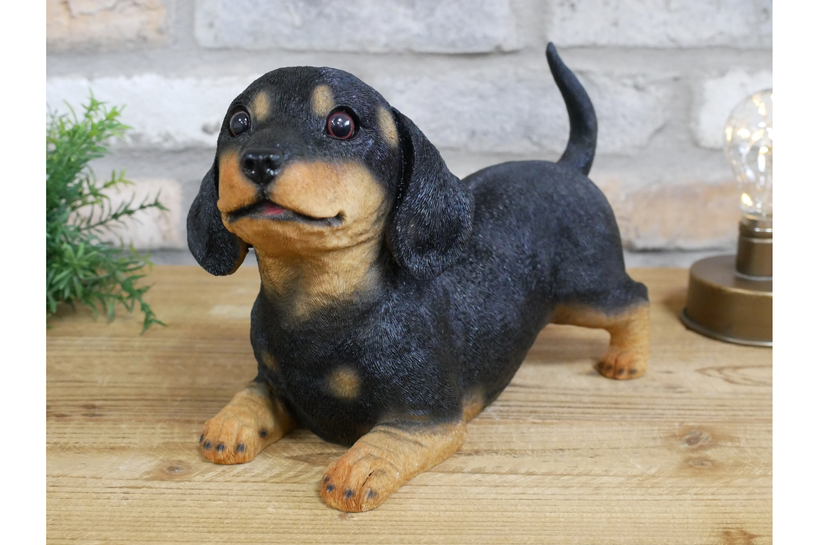 Playful Puppy