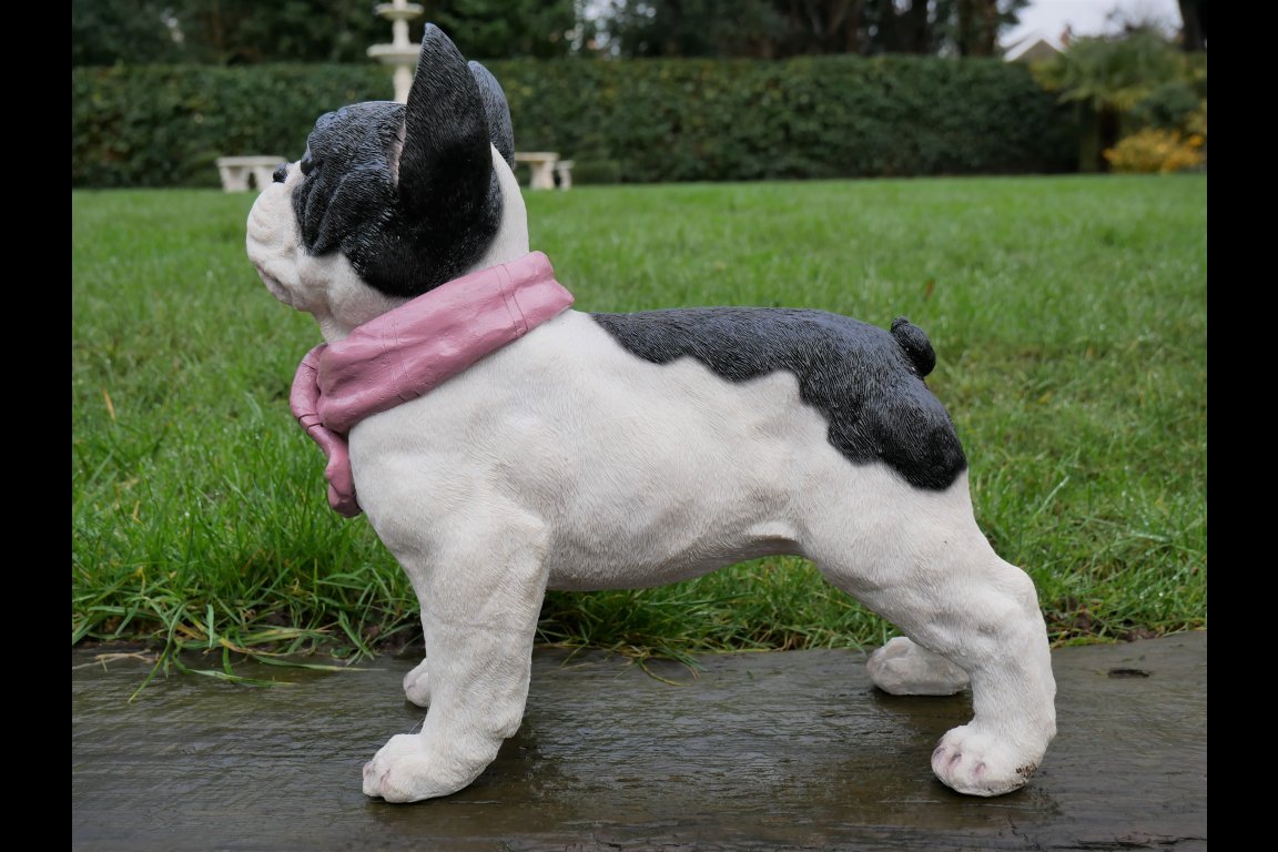 Dog With Scarf