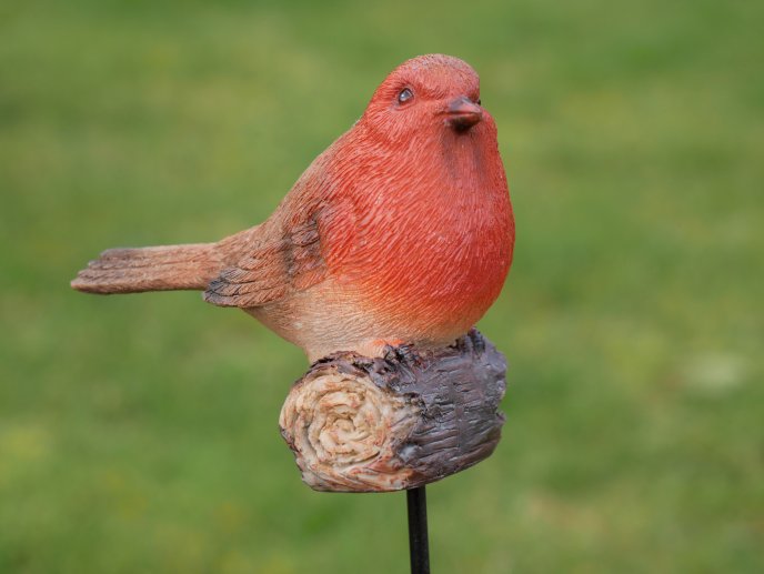 Robin On Stake