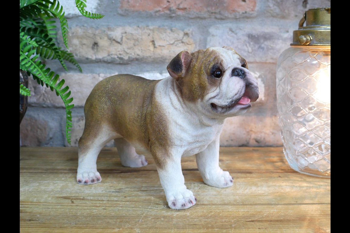 Bulldog