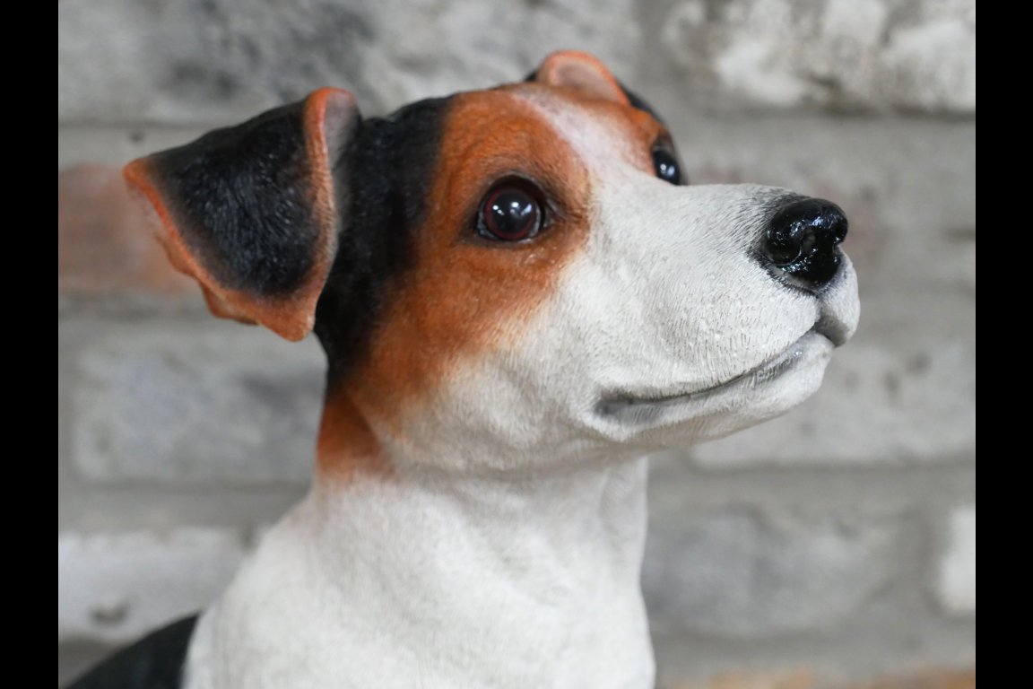 Jack Russell