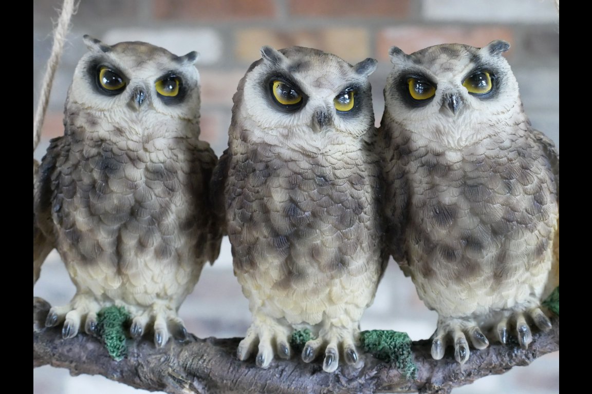 Three Owls On A Branch