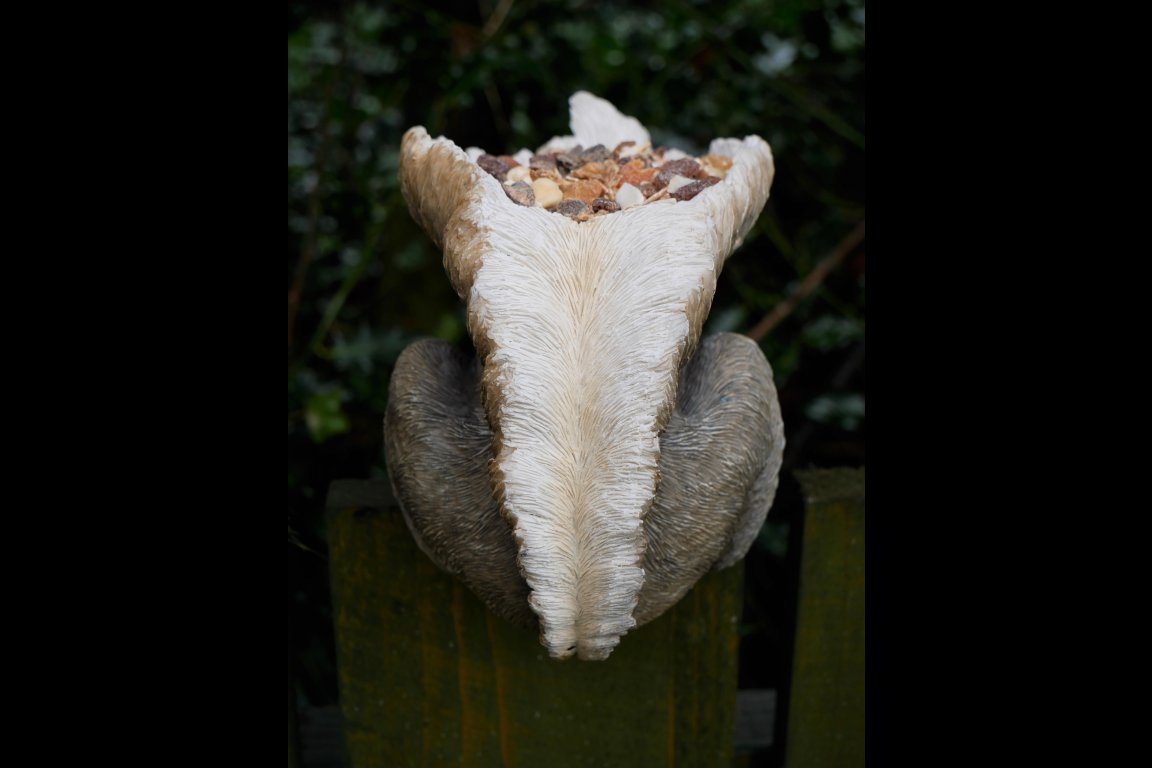 Squirrel Feeder