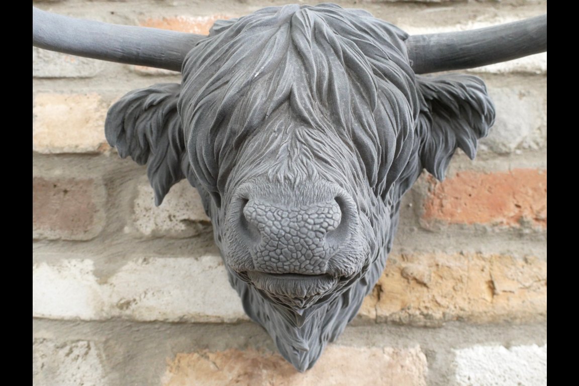 Cow Head