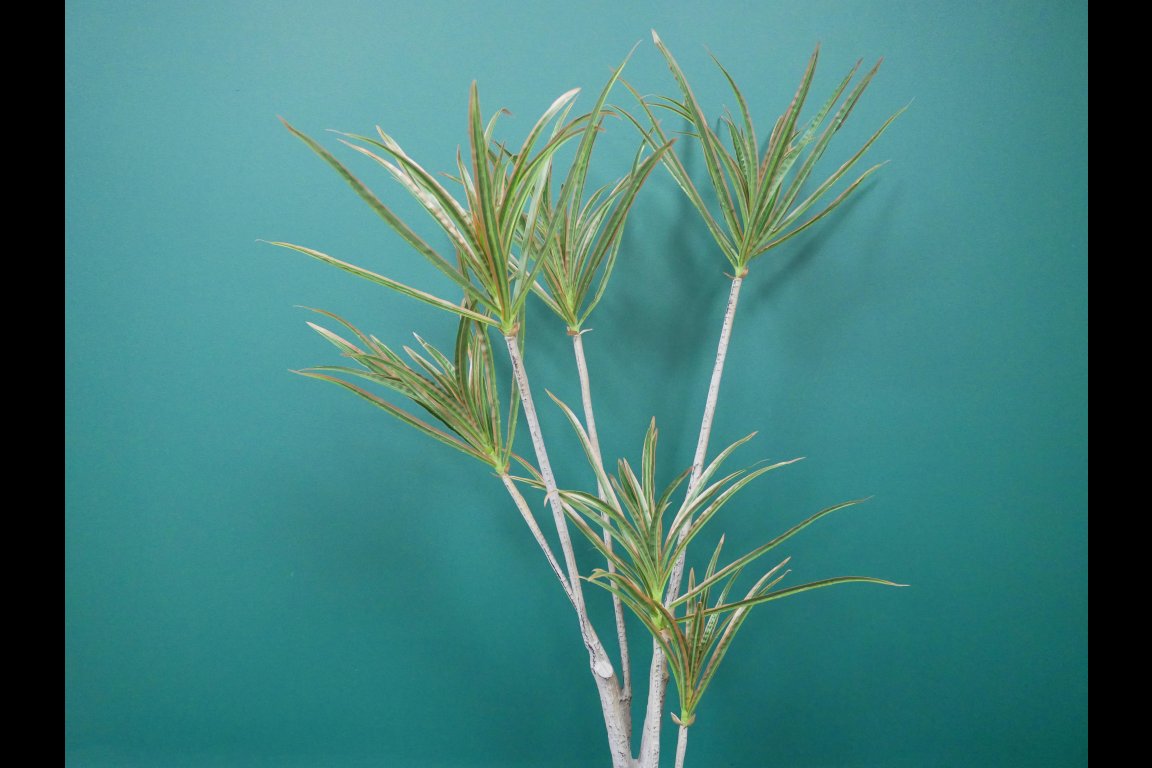 Artificial Dracaena