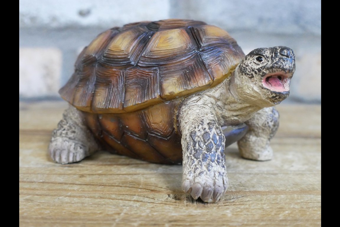 Tortoise
