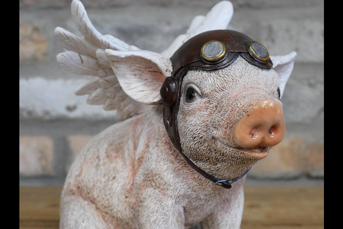 Flying Pig