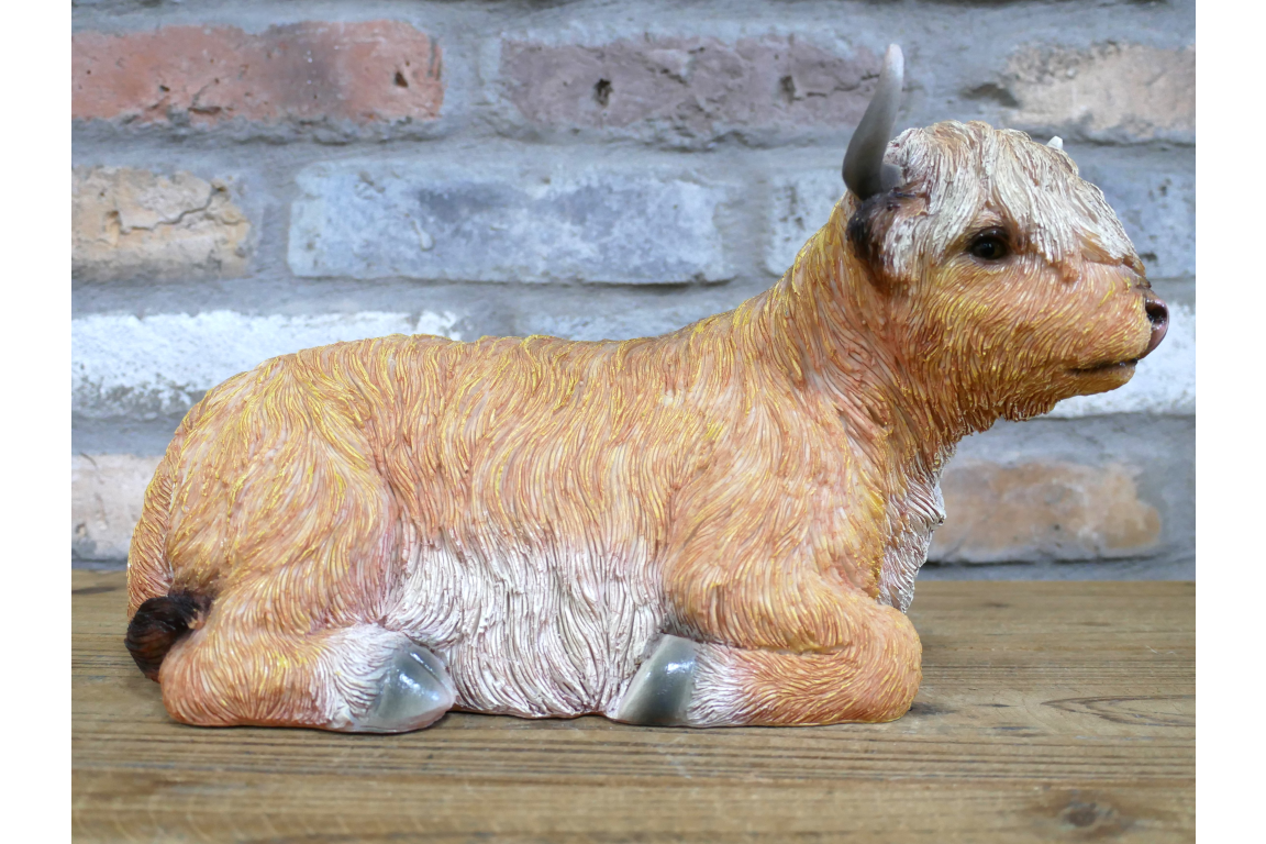 Laying Highland Cow