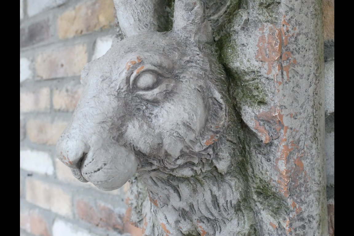 Rabbit Head