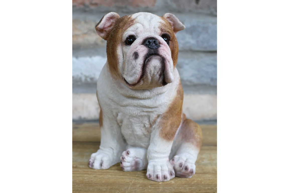 Bulldog