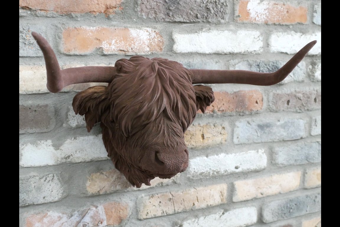 Cow Head
