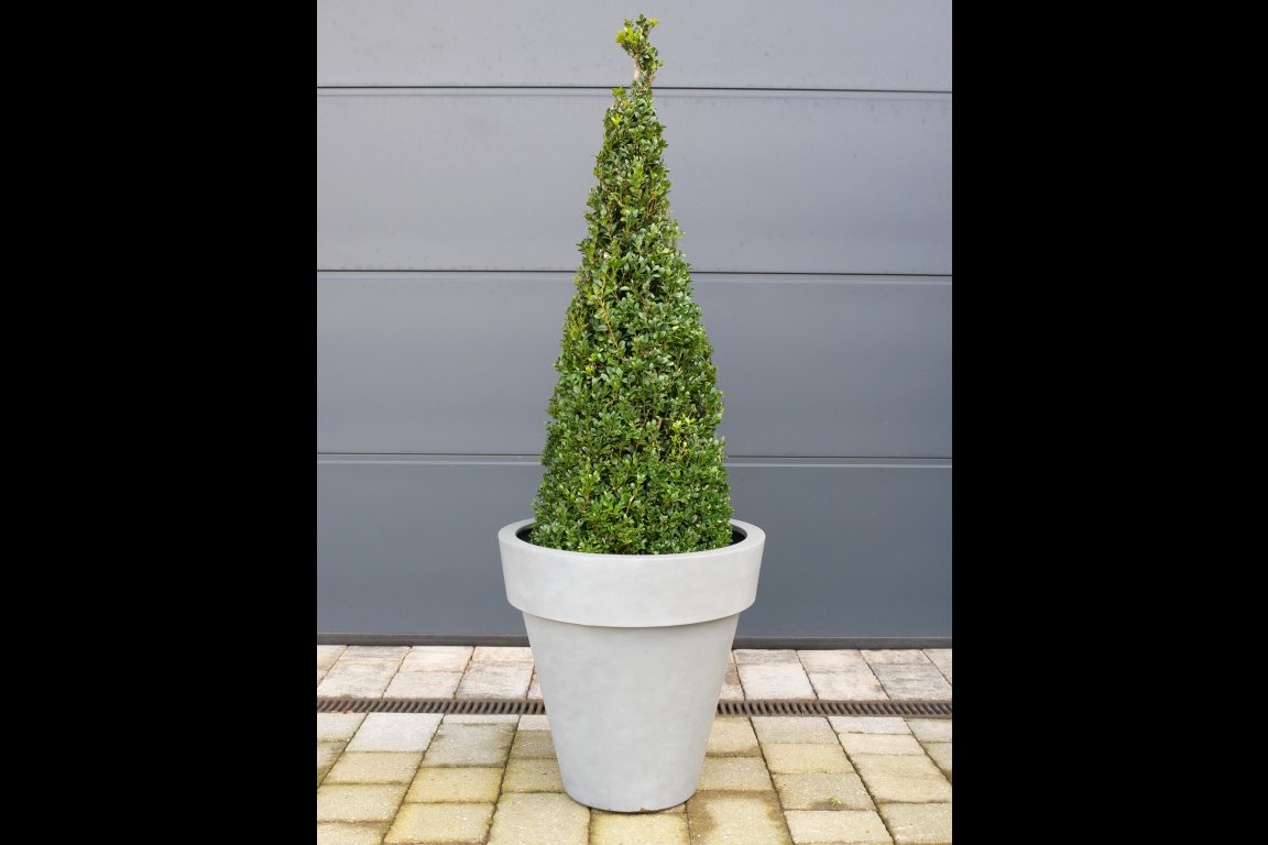 Plant Pot