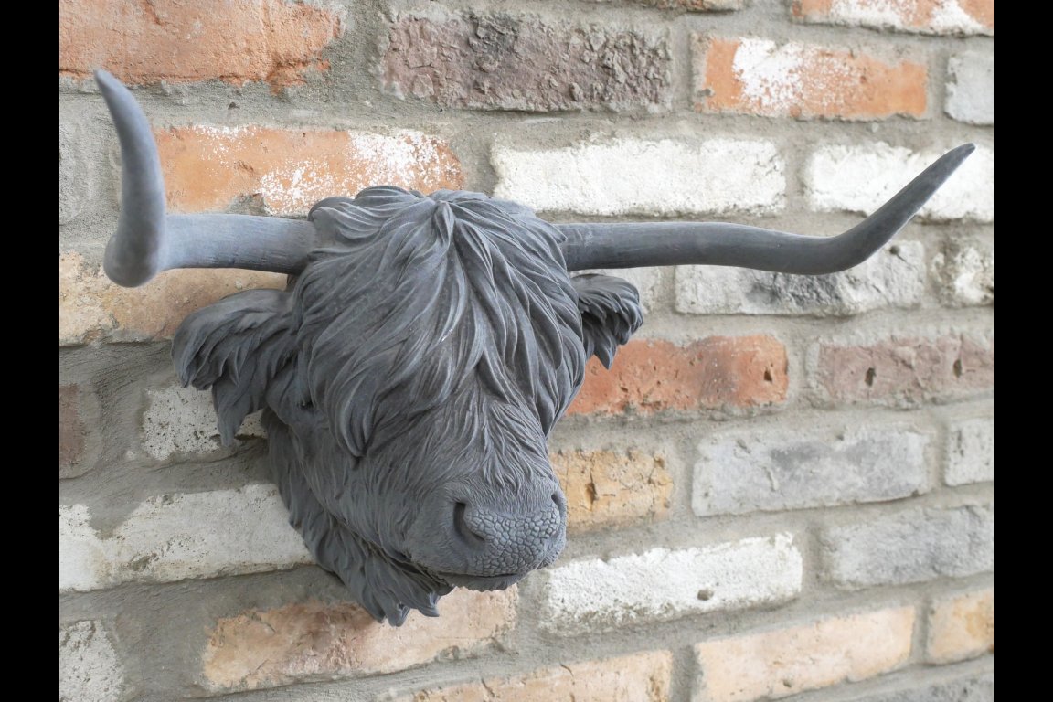 Cow Head
