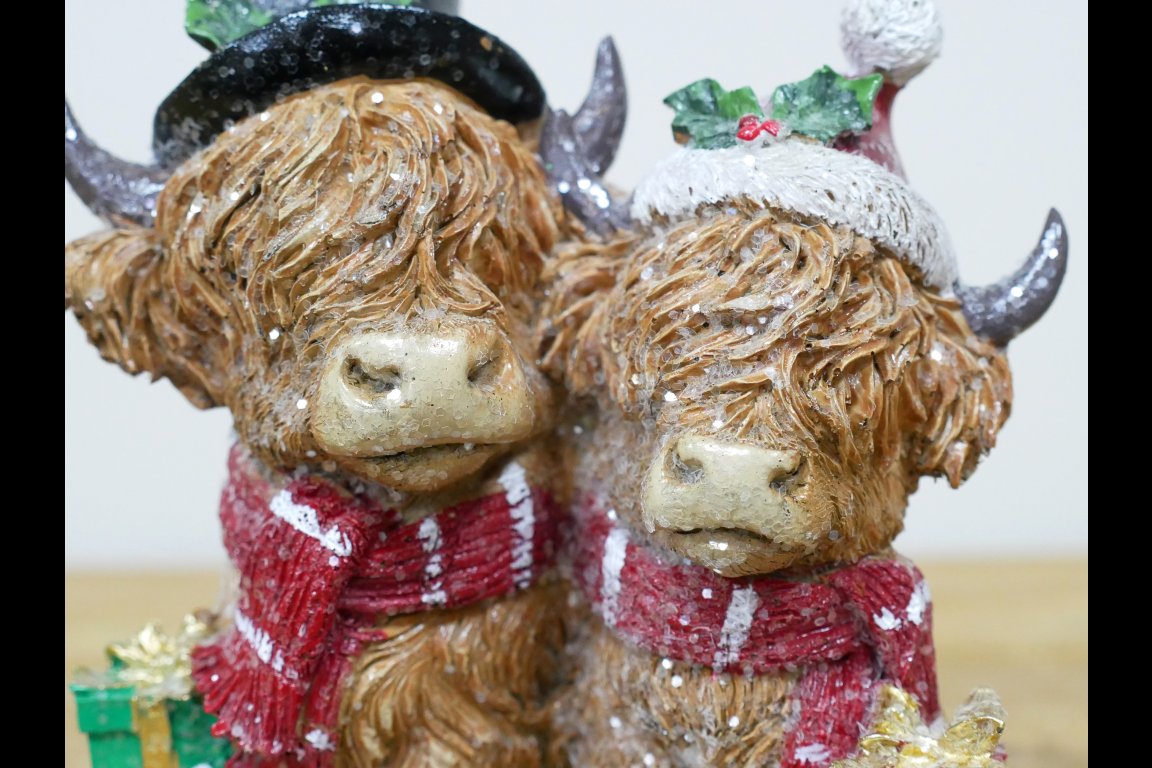Festive Highland Cows
