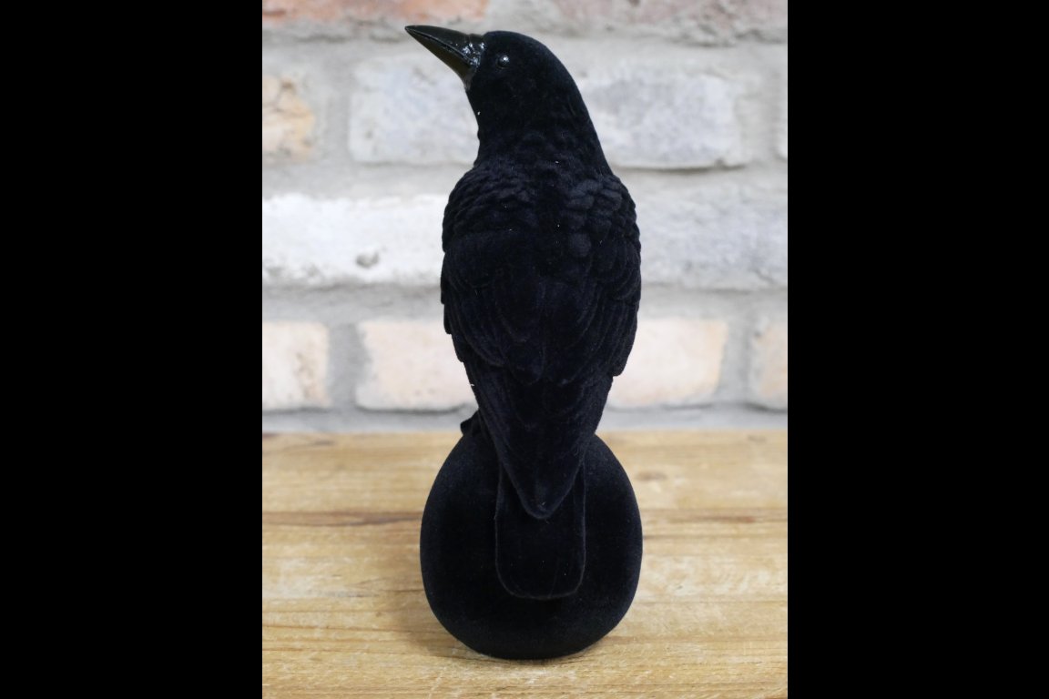 Crow On Skull