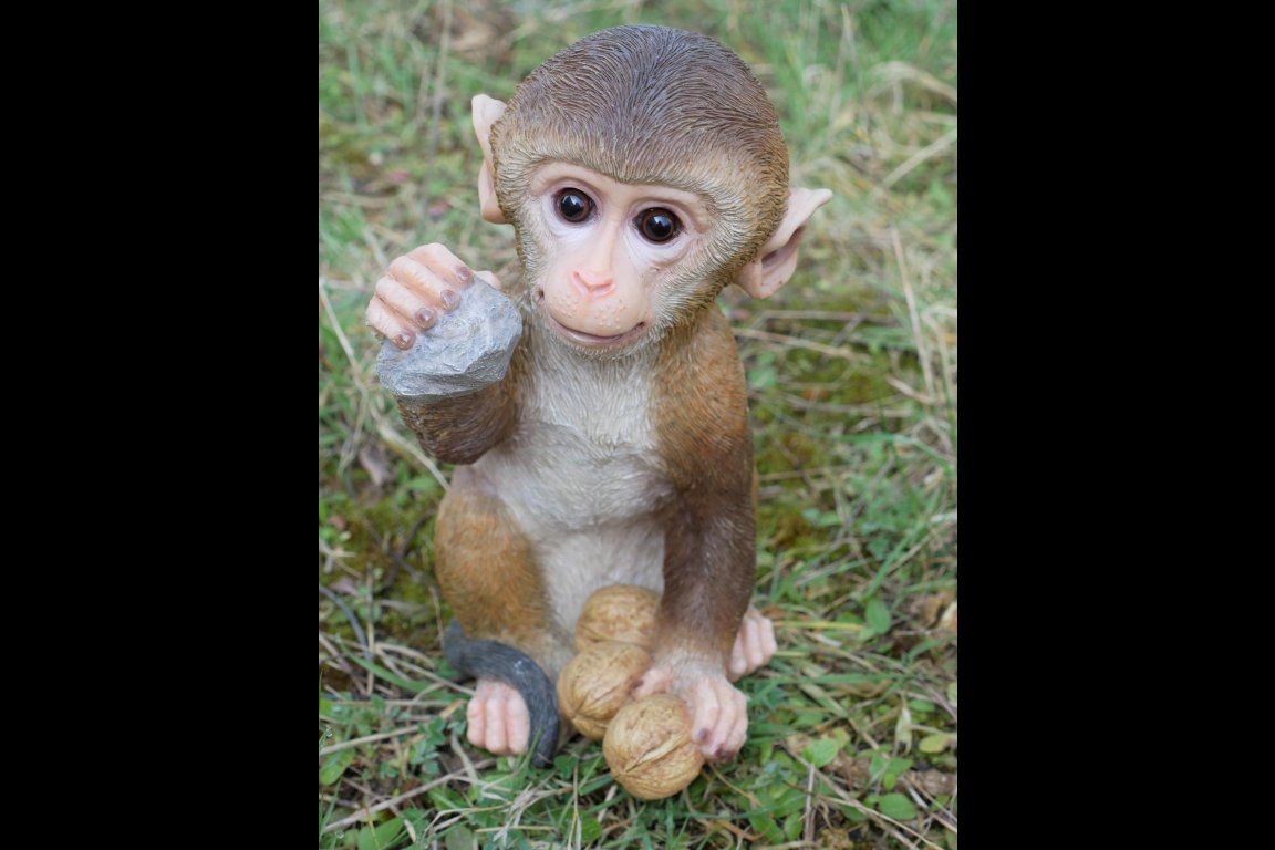Monkey