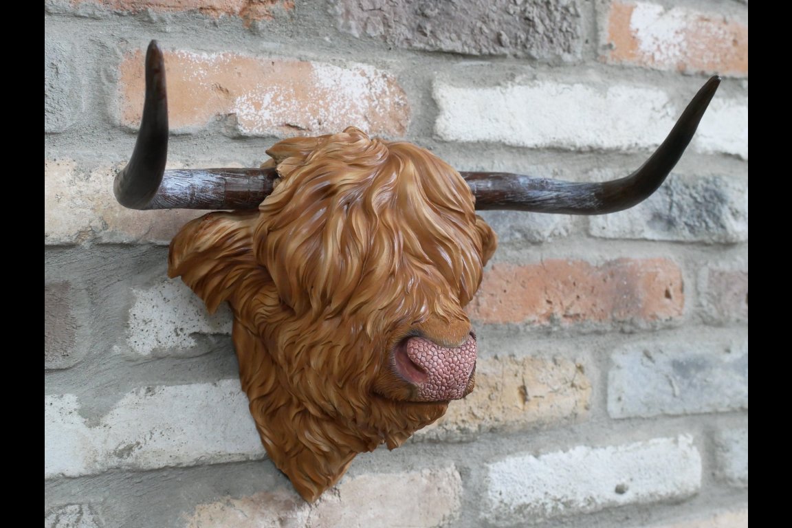 Cow Head