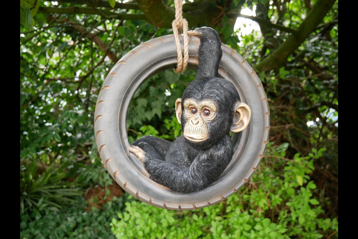 Chimpanzee On Tyre Swing